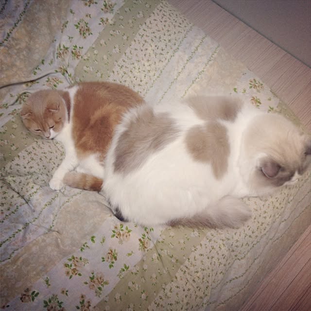 runtenさんの実例写真