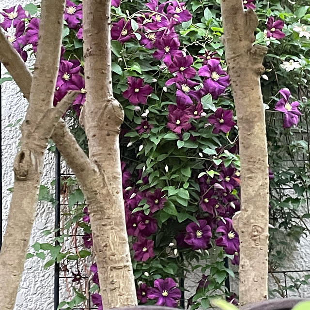 mamizaさんの実例写真