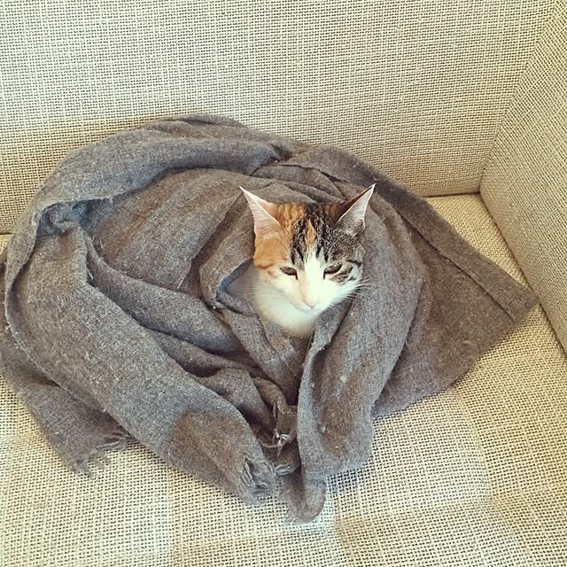 koumeさんの実例写真