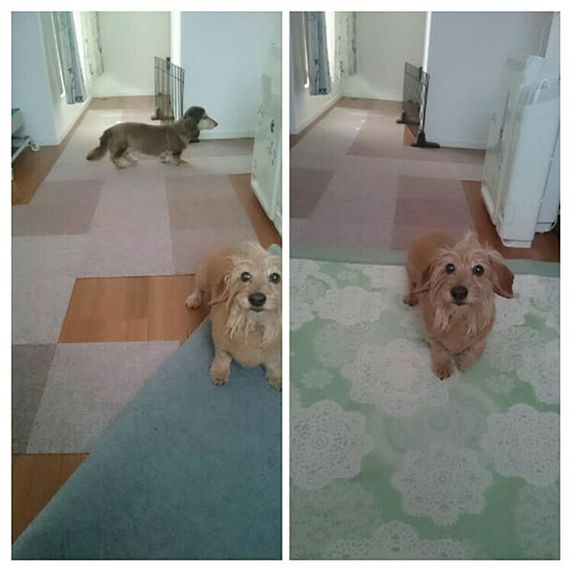 chocococoaさんの実例写真