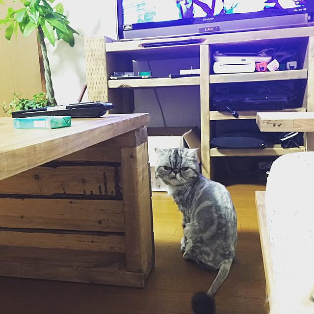 catacさんの実例写真