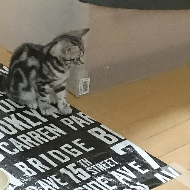 CatClipさんの実例写真