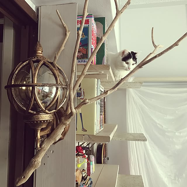 ktnさんの実例写真