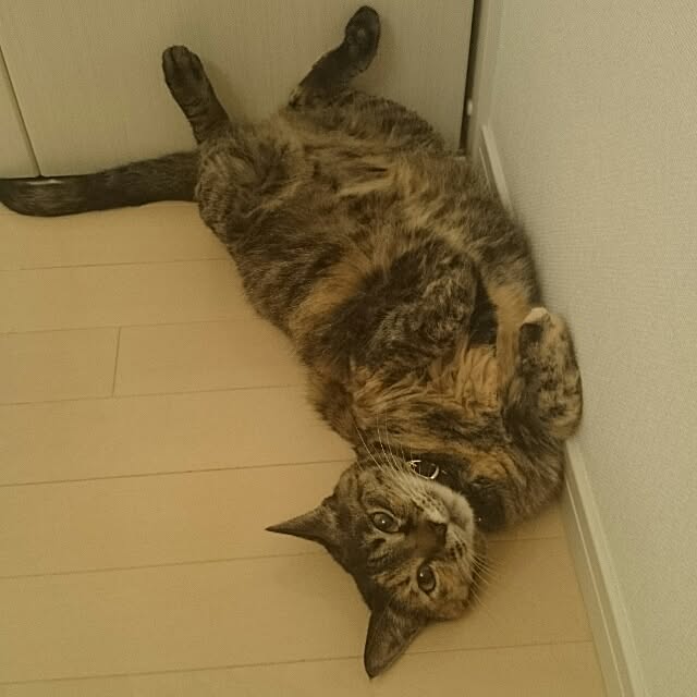 kikinanaさんの実例写真