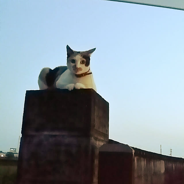 lemoned1126さんの実例写真