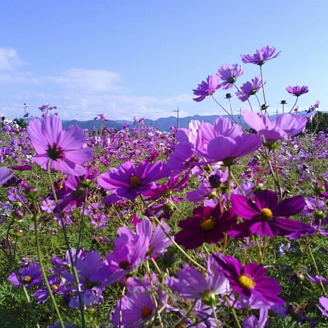 akr29さんの実例写真