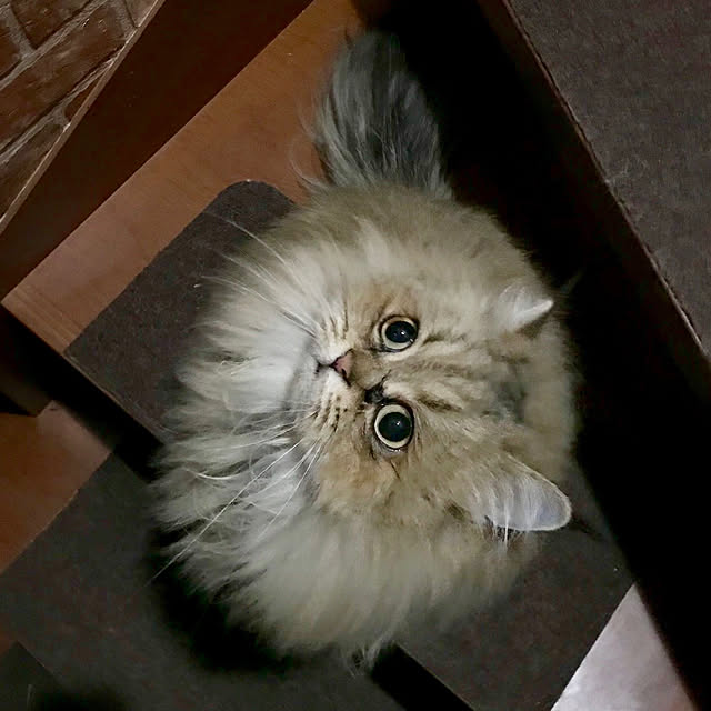 butachanさんの実例写真
