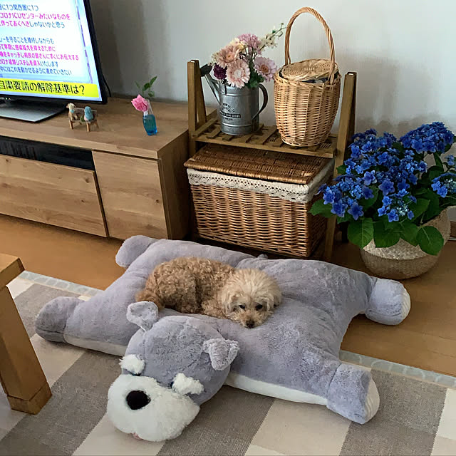 aporotiaさんの実例写真