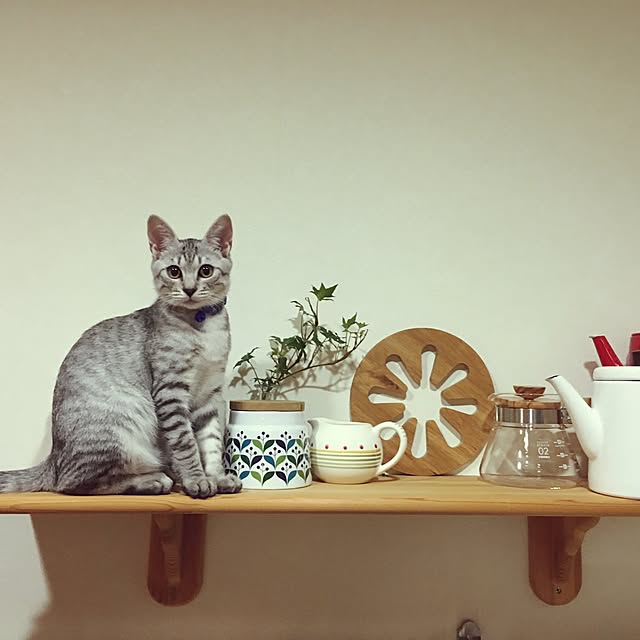 Bambiさんの実例写真
