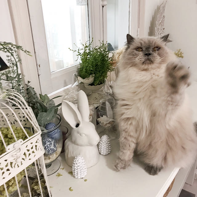 yuchiさんの実例写真