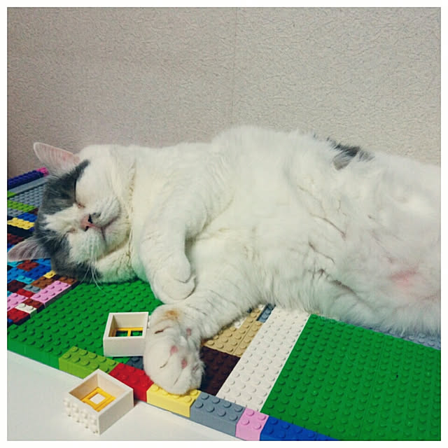 実例写真