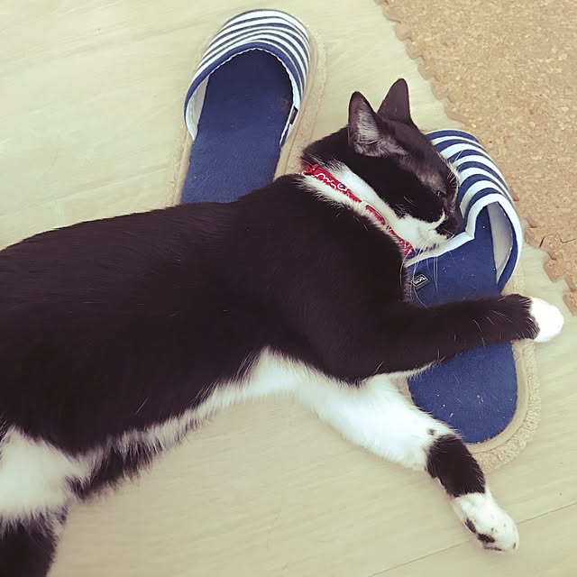 miruさんの実例写真