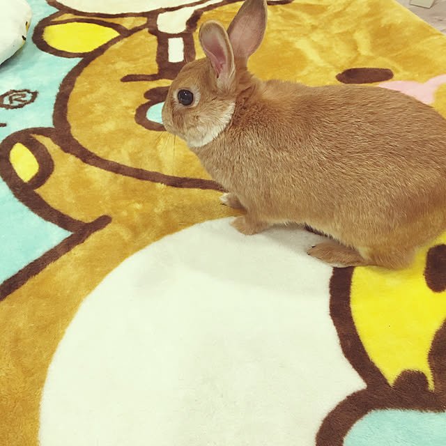 hiyokoさんの実例写真