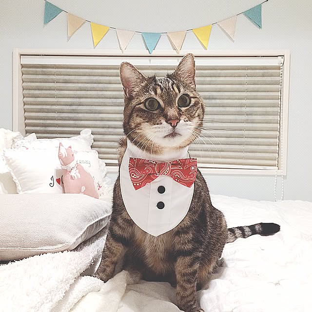 lovecatさんの実例写真