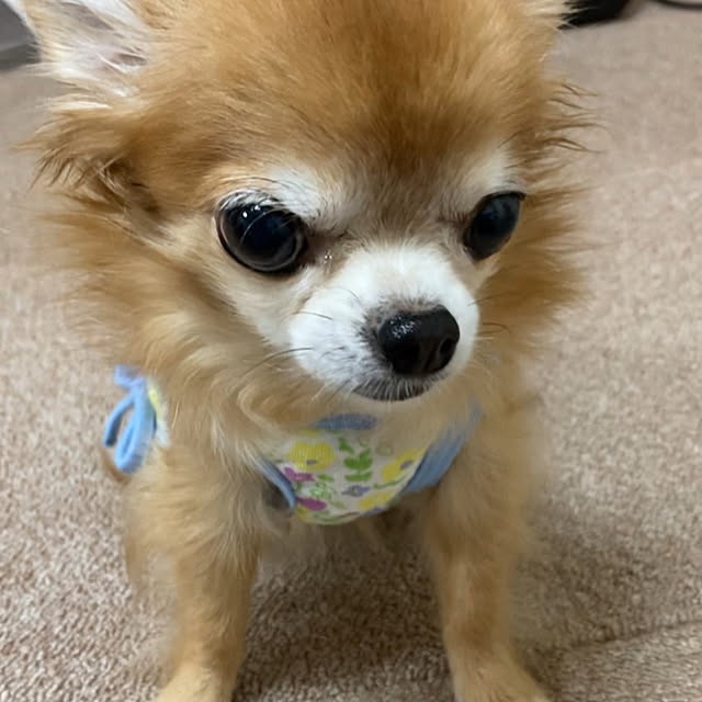 koroさんの部屋