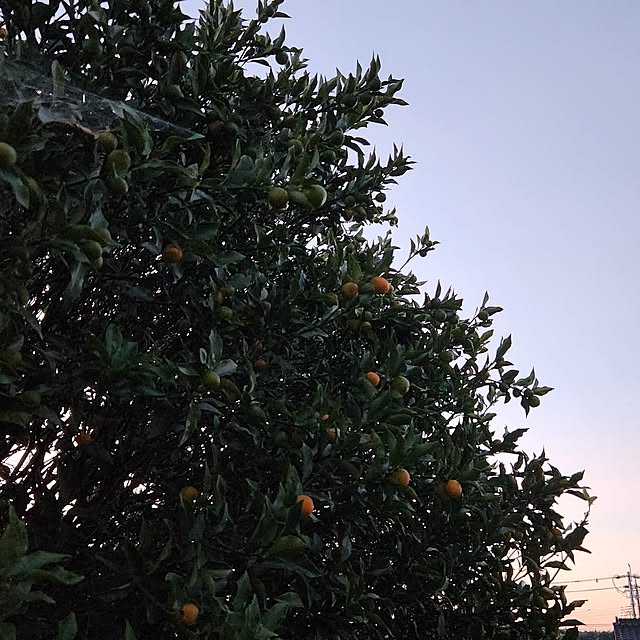 fuchan0930さんの実例写真