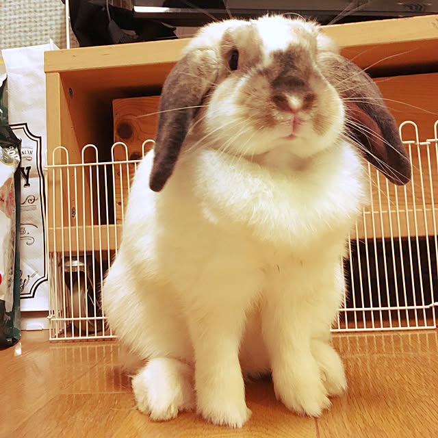 kohaさんの実例写真