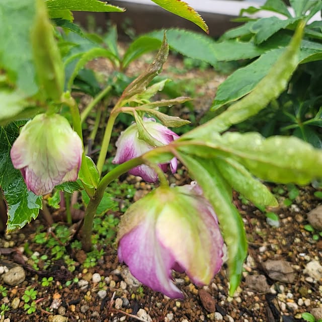 VIORAさんの部屋