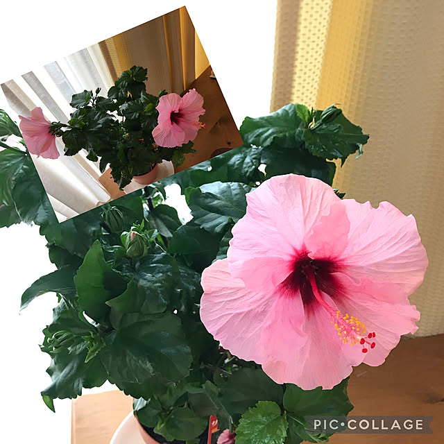 Junさんの実例写真
