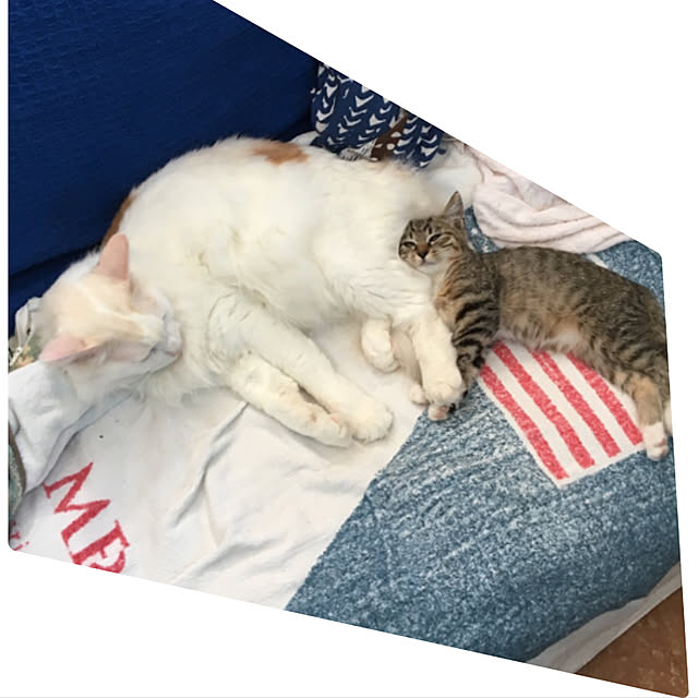 shigimiさんの実例写真