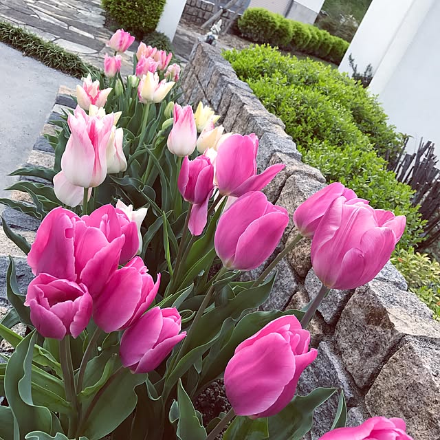 実例写真