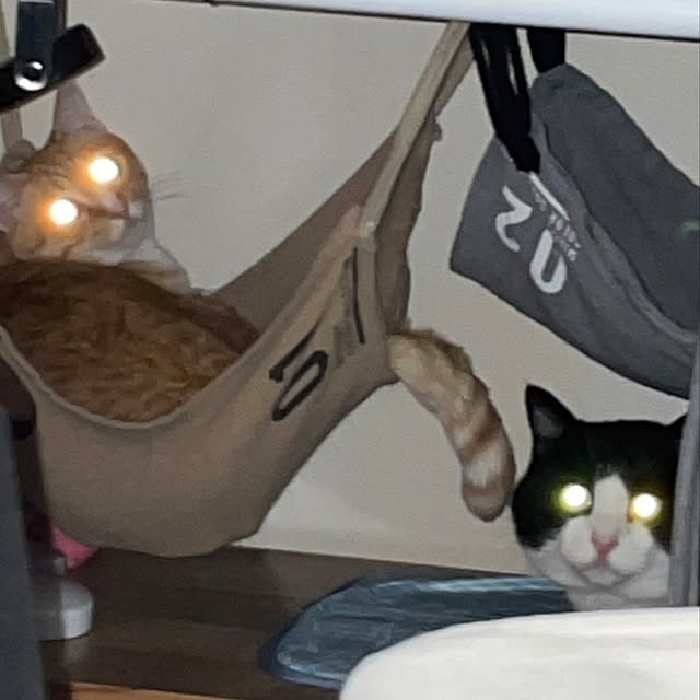 koromaroさんの実例写真
