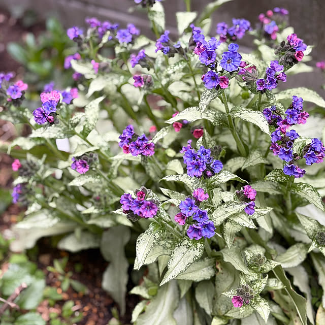 buchiさんの部屋