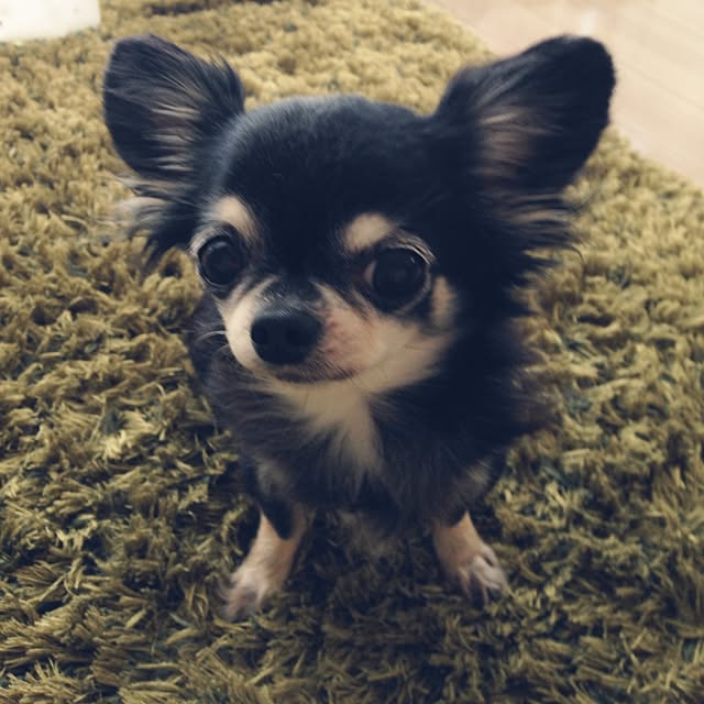 acchiさんの実例写真