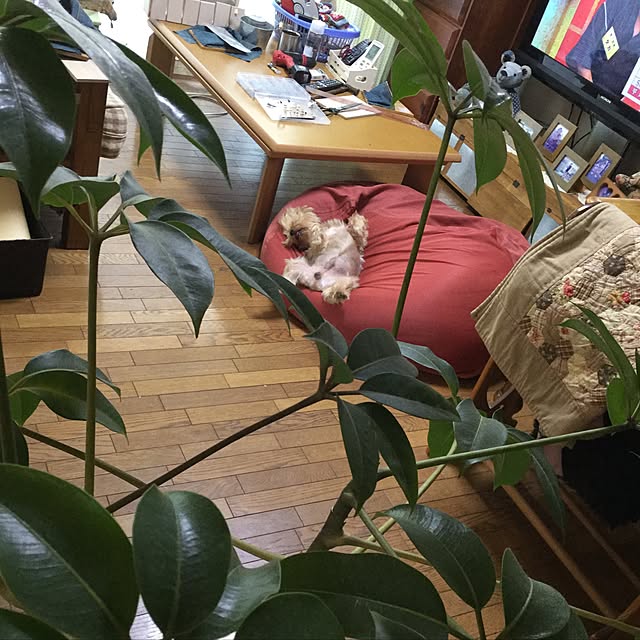 porontonoさんの実例写真