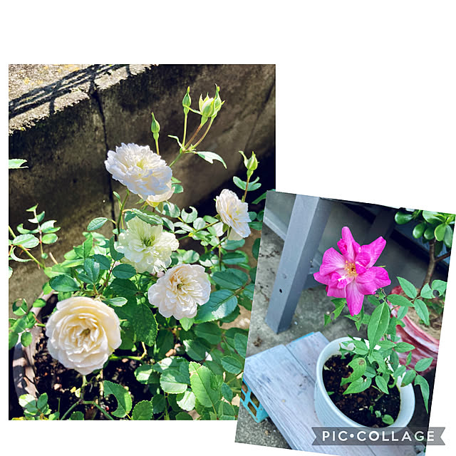 CoCo0617さんの実例写真