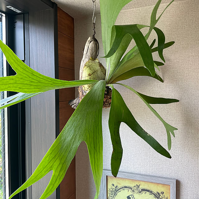 Leokaniさんの実例写真