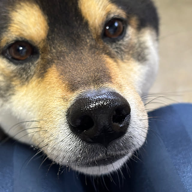 玄関/入り口/我が家の犬のインテリア実例 - 2025-04-02 09:44:12