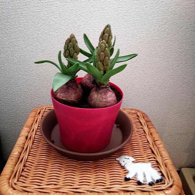dotlaceさんの実例写真