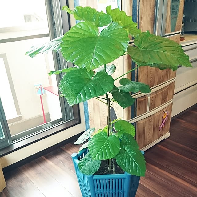 cocosorasakuさんの実例写真