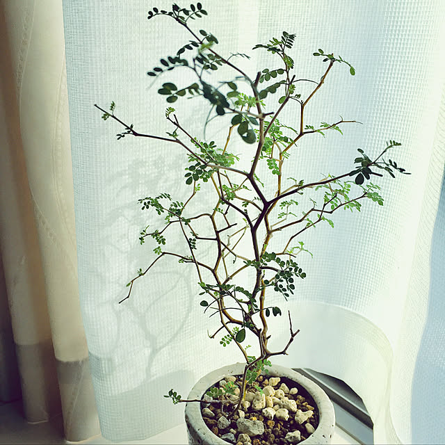 mamannuさんの実例写真
