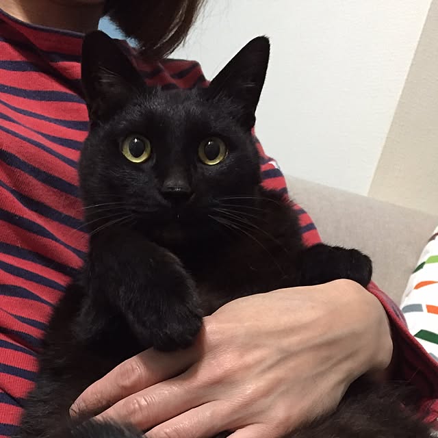 chirotanさんの実例写真