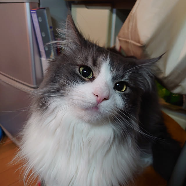 shinobuさんの実例写真