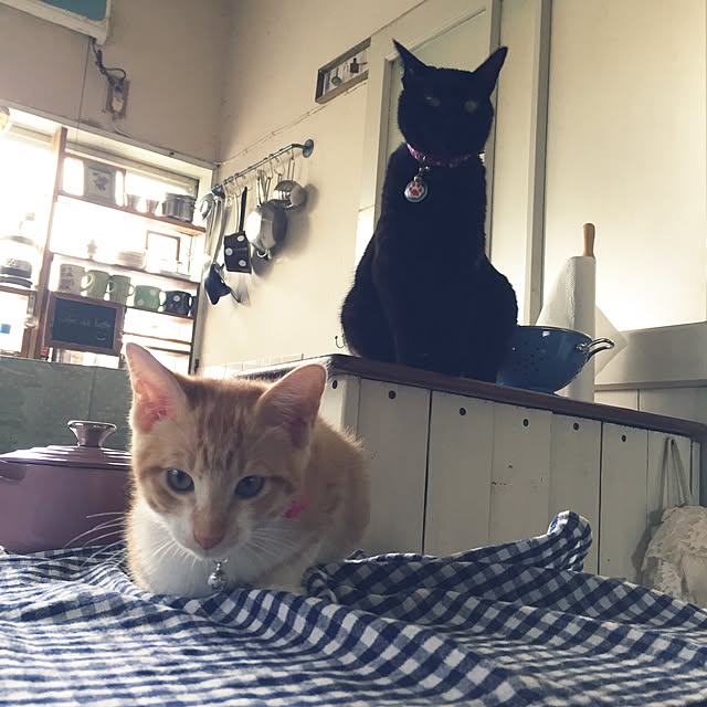 latteさんの実例写真