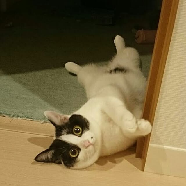botanさんの実例写真