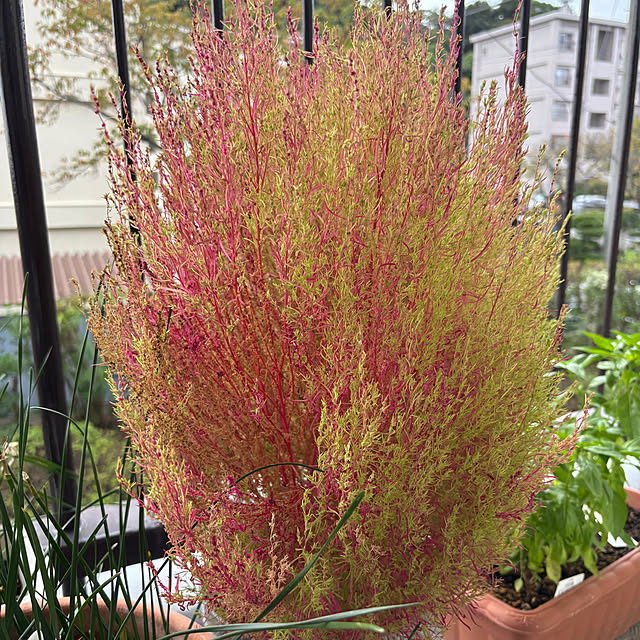syutmmさんの部屋