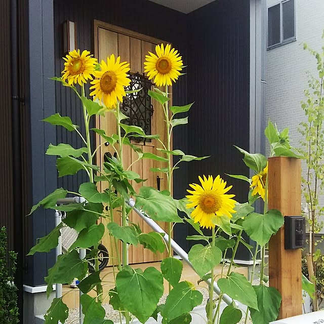 玄関/入り口のインテリア実例 - 2015-08-09 17:29:58