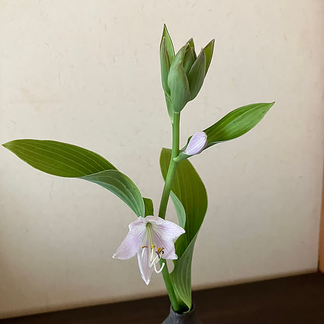 ikubooさんの部屋