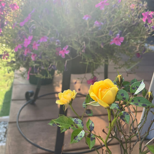 flowerさんの実例写真