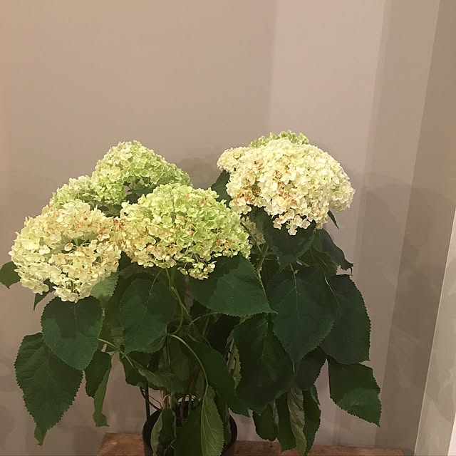 mitamaさんの実例写真