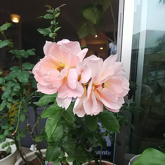 hiromimiさんの実例写真