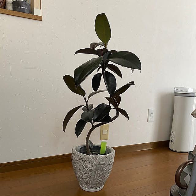 zuccoさんの部屋