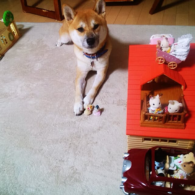 kotaさんの実例写真