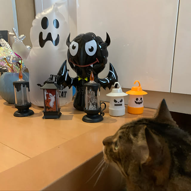 mohimikanさんの実例写真