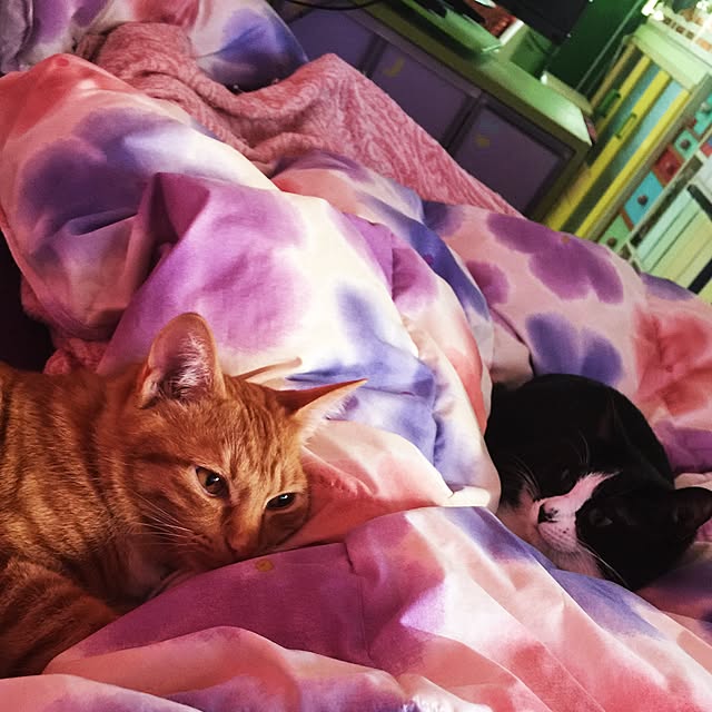 kimishigureさんの実例写真