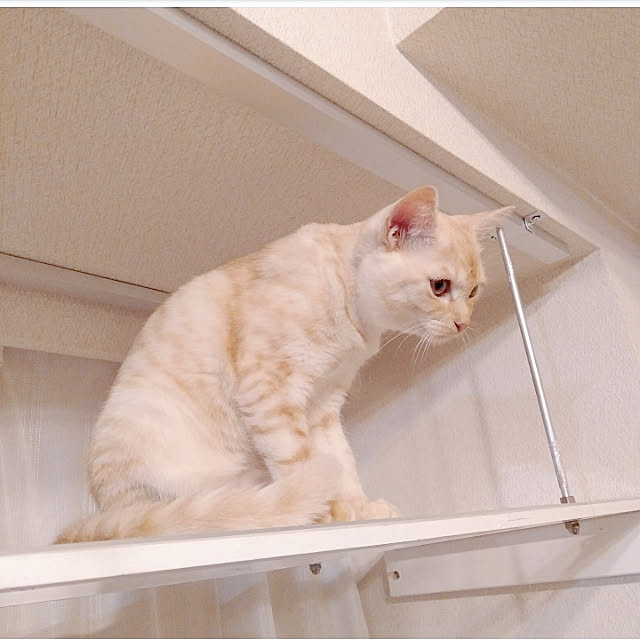 heart.emiemi57.whiteさんの実例写真